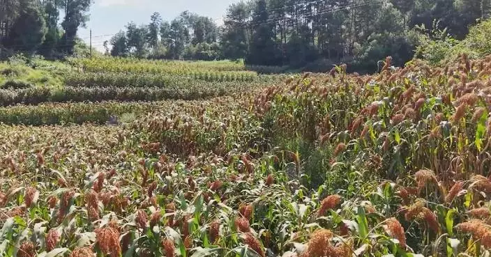 County in Guizhou welcomes sorghum harvest