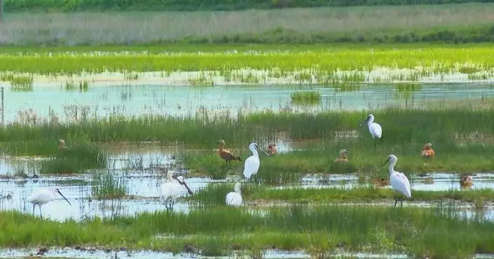 Migratory birds flock to north China wetland amid ecological improvements