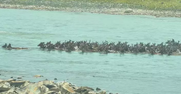 Rare herd of over 180 white-lipped deer spotted crossing Sichuan river