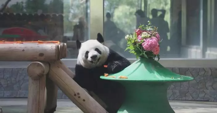 Giant panda Meng Meng enjoys special cake for 9th birthday