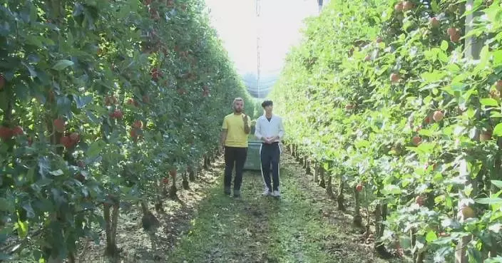 Italian apple orchards suffer from early harvests due to extreme heat