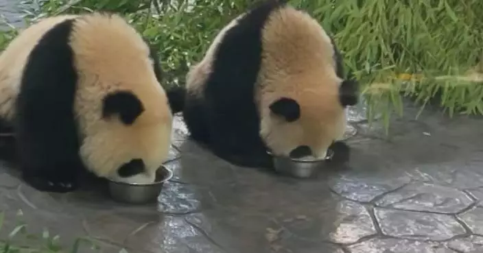 Twin panda cubs turn one at Shanghai Wild Animal Park