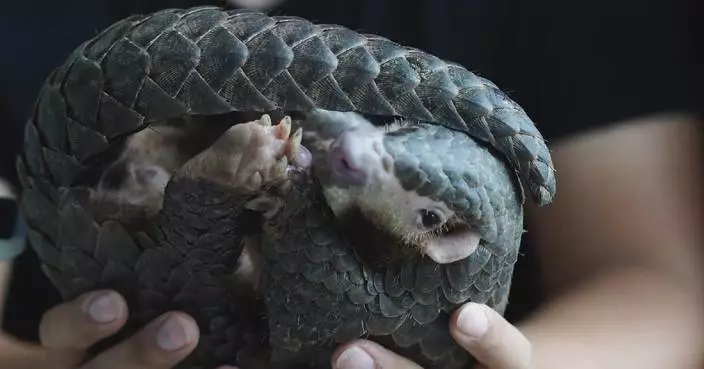 Rare baby Chinese pangolin rescued, released by villagers