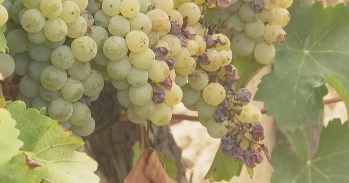 French vineyards count costs as extreme heat forces early harvest, slashes yields