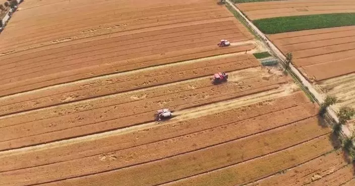 China's summer grain procurement surpasses 90 mln tonnes as state-backed buying ramps up