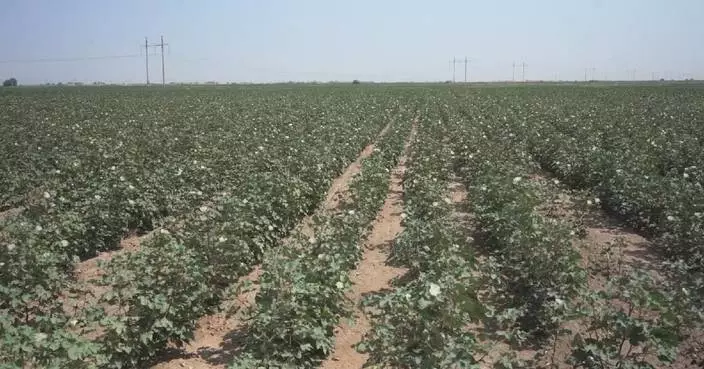 Chinese expertise, technology boost Uzbekistan's cotton industry