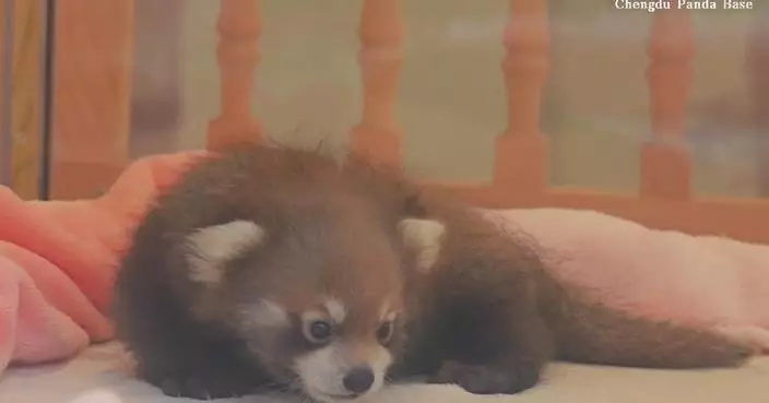 Newborn red panda takes first steps in Chengdu nursery