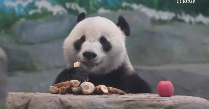 Footage shows pandas dining at Sichuan conservation base