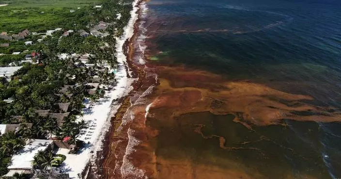 A blanket of seaweed smothers coastlines from the Caribbean to Mexico