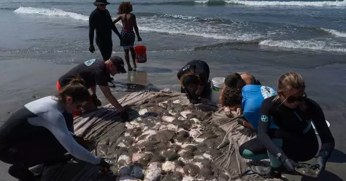 Stingray lashings up as marine heat wave off Southern California draws more to shore
