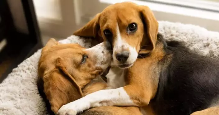 Kindred Companion Sciences Unveils First Dogs Genetically Edited to Remove the Major Dog Allergen