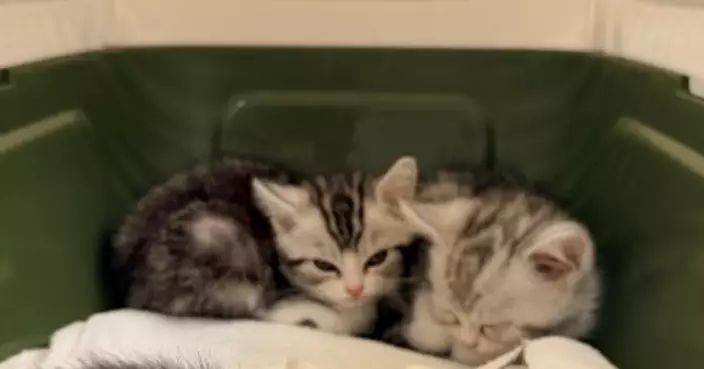 Hong Kong Customs Seizes Three Suspected Illegally Imported Cats Worth About $30,000 at Lok Ma Chau Spur Line Control Point
