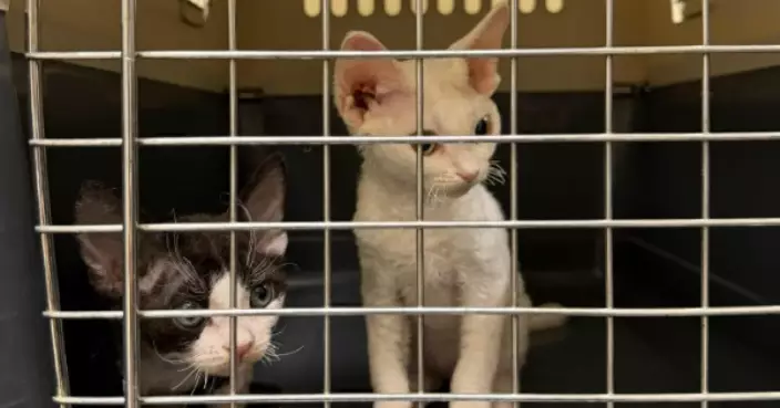 Hong Kong Customs Seizes Two Suspected Illegally Imported Cats Worth About $20,000