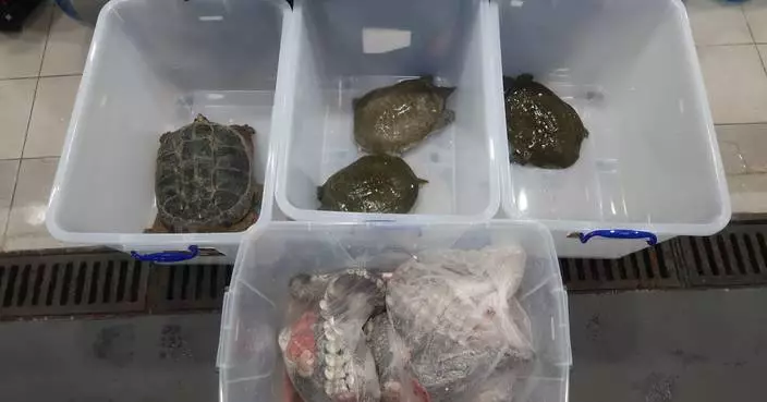 Hong Kong Customs Seizes Endangered Turtles and Crocodile Meat Worth $5,900 at Shenzhen Bay Control Point