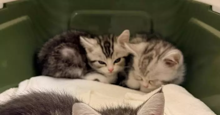Customs Seizes Three Illegal Cats Worth $30,000 at Hong Kong Control Point, Arrests Woman.