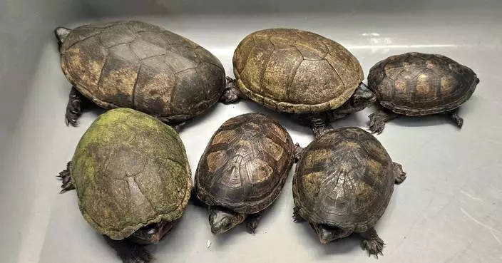 Hong Kong Customs Seizes Six Suspected Endangered Live Turtles Worth About $24,000 at Airport