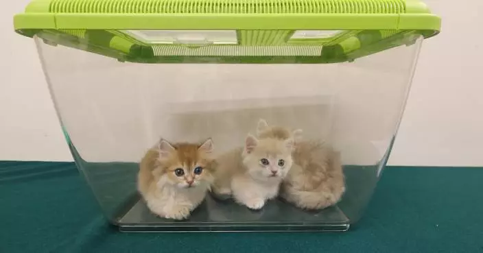 Customs Seizes Three Illegal Cats Worth $36,000 at Hong Kong Control Point