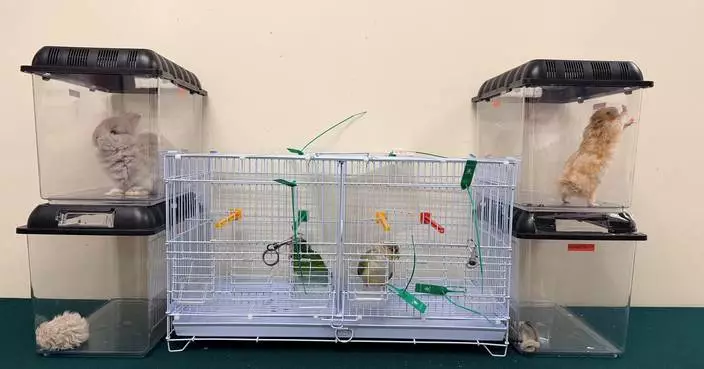 Customs Seize Illegal Import of Endangered Animals in Hong Kong, Arresting 21-Year-Old Mainland Passenger