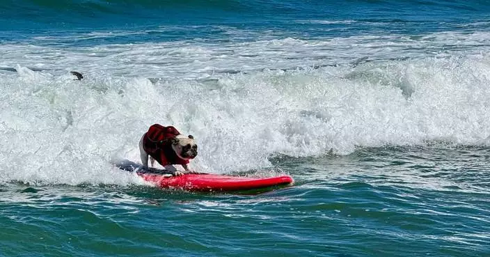 Top dogs ride waves at annual World Dog Surfing Championships