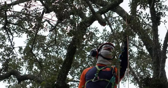 Preservationists are working to extend the life of a rare Revolutionary War 'witness tree'