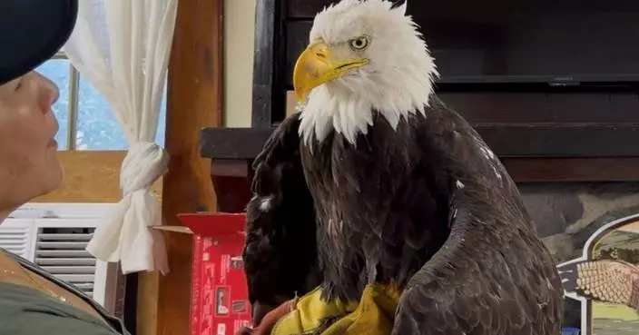 Jackie, the California bald eagle who became an internet sensation, dies after illness