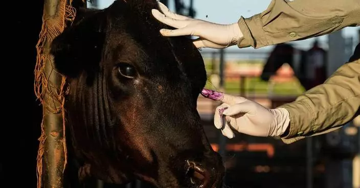 Mexico resumes livestock sales to US under tight controls over screwworm risk