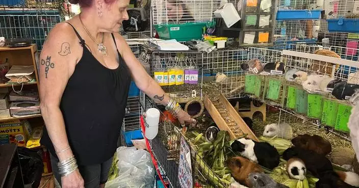 Hundreds of guinea pigs fill Massachusetts sanctuary with squeals, purrs and lots of love