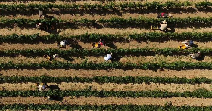 Italy Early Wine Harvest Photo Gallery