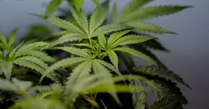 US sees a big jump in nausea cases among frequent marijuana users in the hospital