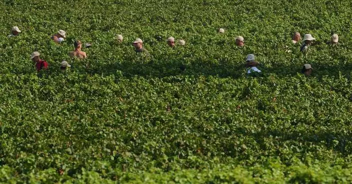 Extreme heat is reshaping Italy's sparkling wine industry with early harvests and nighttime picking