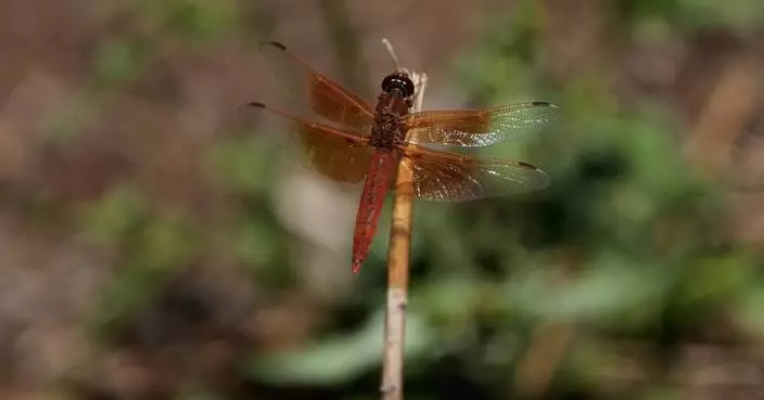 Unusual dragonfly swarms sweep across California after warm spring rains