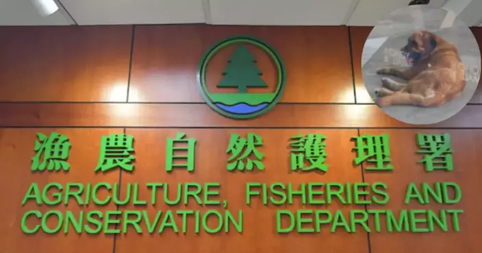 AFCD Lays Charges Against Keeper Involved in Yuen Long Dog Attack Case Resulting in Injuries and Deaths of Other Dogs