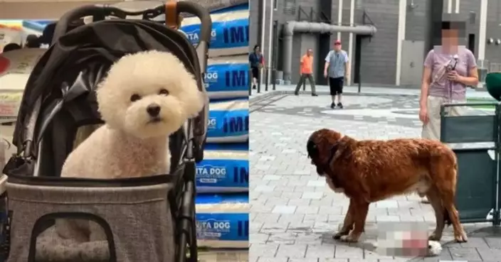 Yuen Long Dog Attack: Owner Watches Helplessly as 60kg Unleashed Aggressor Sinks Its Teeth into Her Bichon and Never Lets Go