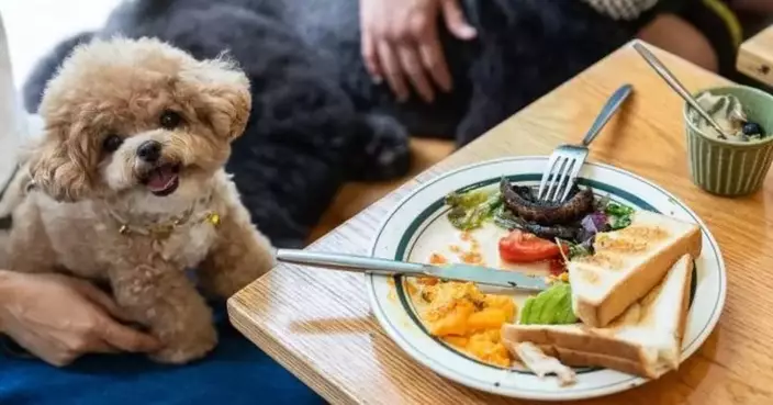 Allowing Dogs to Enter Restaurants Running Smooth in First Month