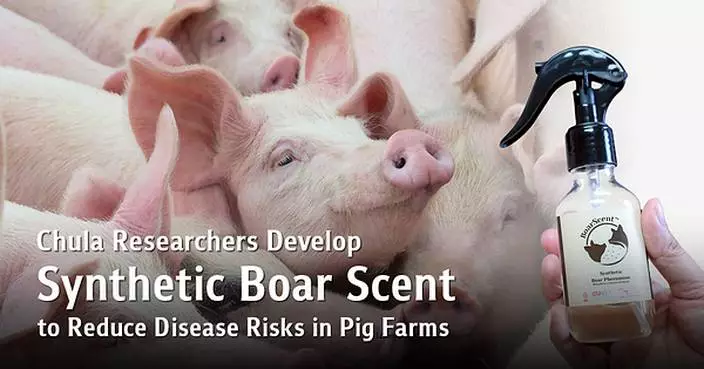 Chula Researchers Develop Synthetic Boar Scent Mimicking Natural Pheromones to Reduce Disease Outbreak Risks in Pig Farms