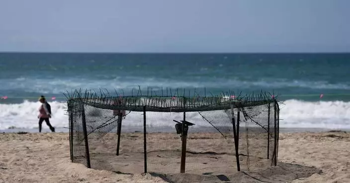 Agency says sea turtle eggs laid on California beaches are a first for the US West Coast