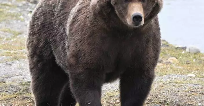 The final showdown of Alaska's Fat Bear Week comes down to heavyweights Bear 910 and Backpack
