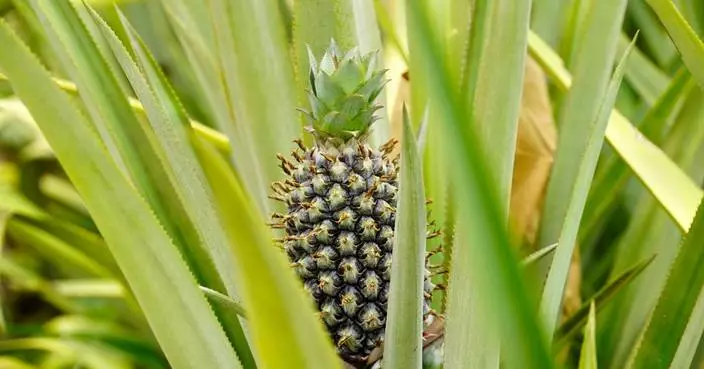 Can pineapples thrive in Africa's Sahel? A Burkina Faso farmer says the answer is yes