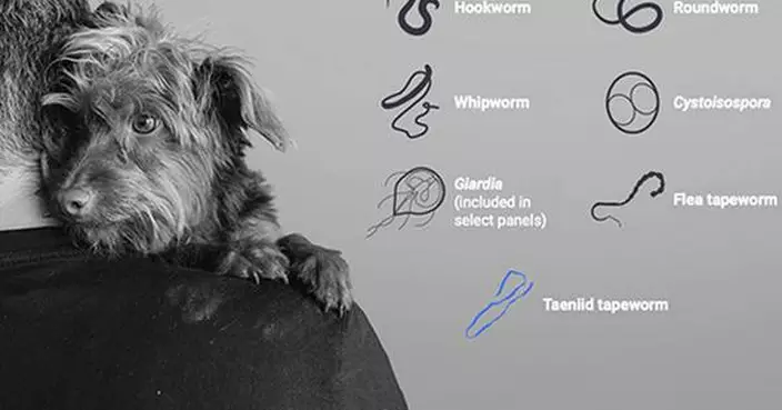 IDEXX Expands Faecal Dx Antigen Testing Platform in the United Kingdom with Taeniid Tapeworm Detection