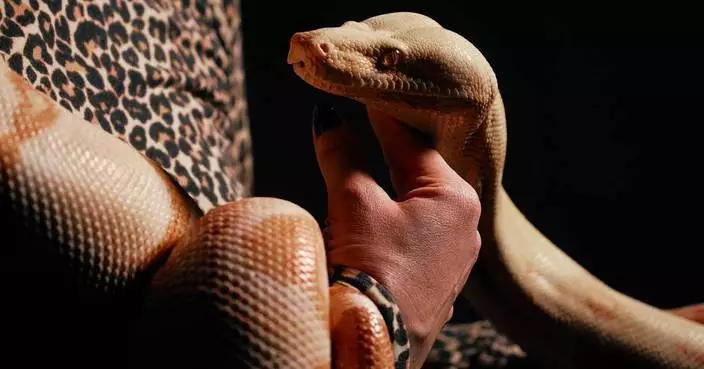 Photos show snakes auditioning for a role at New York’s Metropolitan Opera