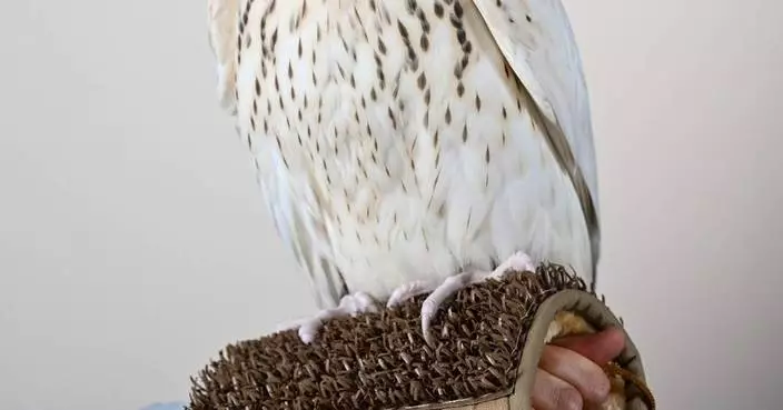 Falcon Is Sold for AED 2.1 Million (USD 571,000) in Abu Dhabi, Setting the World’s Highest Price Ever at Falcon Auction