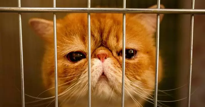 Bucharest's SofistiCAT returns this fall with top cat judging, in photos