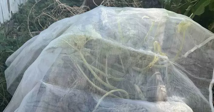A simple row cover can save late-summer vegetables as frost threatens