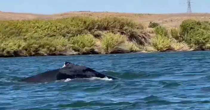 A humpback whale was spotted in a California river, 60 miles from its Pacific Ocean home