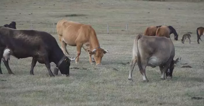 Extreme heat, drought severely impact Spain's livestock farming sector
