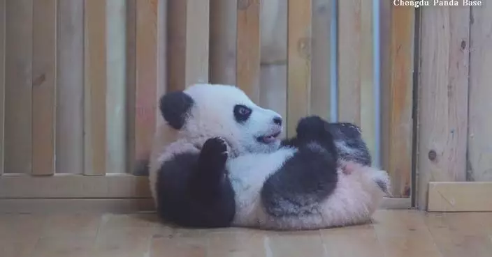Un cachorro de panda gigante se estira  y mordisquea una pared de madera en base de Chengdu