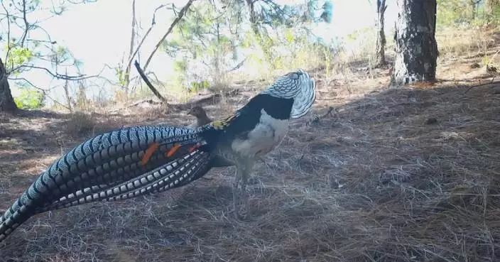 Rare golden pheasant spotted courting in Yunnan nature reserve