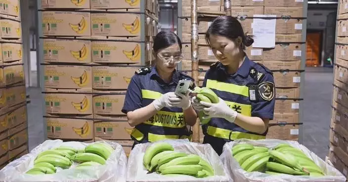 Peruvian bananas make historic debut in China via Chancay-Shanghai shipping route