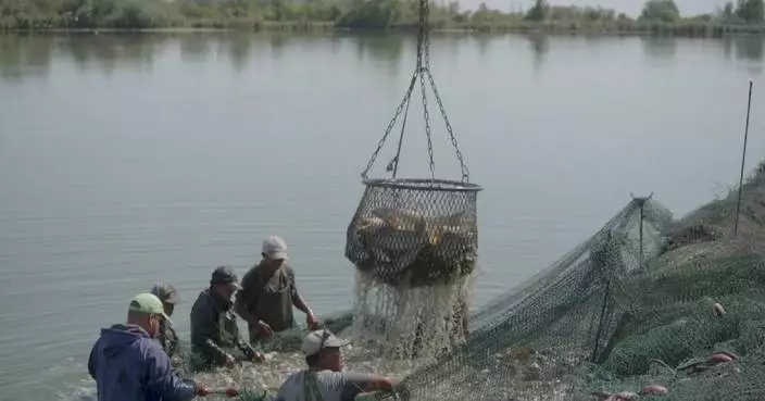 Hungarian fish farmers grapple with drought, rising temperature