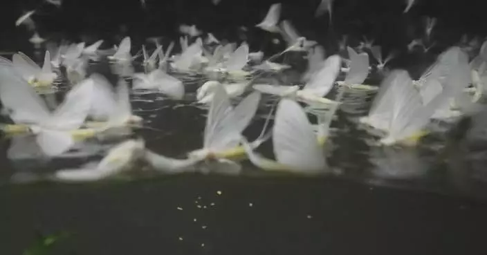 Summer drought threatens survival of mayflies at Danube in Hungary